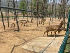 -大连铭湖国际观光牧场