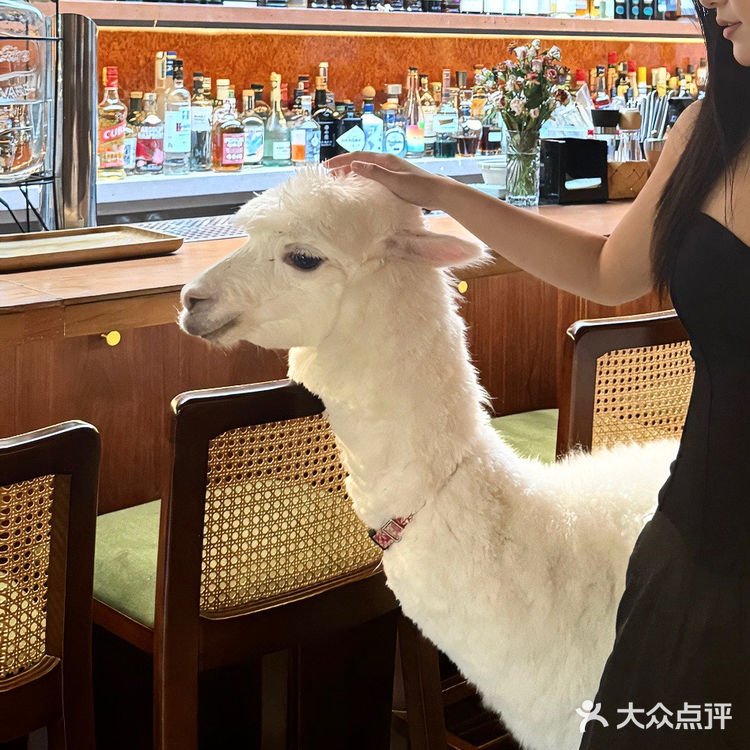 🦙羊羊陪伴的高颜值小酒馆🥞