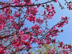 -天适樱花悠乐园