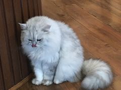 -猫友咖啡店(玉林西路店)