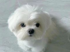 -萌宠之家·腊肠犬·马尔泰·小体犬舍