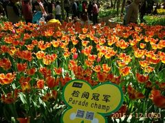 -洛阳郁金香牡丹园