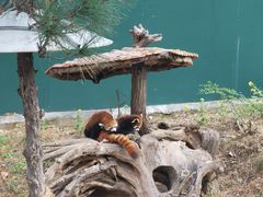 -大连森林动物园