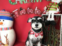 -读宠于你·约克夏比熊·睫角守宫·爬宠售卖(高新店)