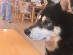 -柴の食堂·日式家庭料理·熊之肆(大学路店)