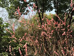 -杭州半山国家森林公园