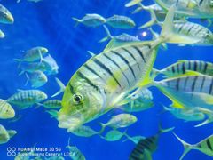 -成都浩海立方海洋公园