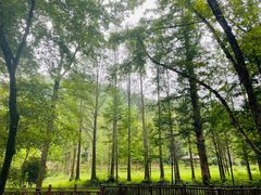 -素山寺森林公园