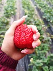 -蓝呗呗蓝莓草莓采摘园(通州区马驹桥店)