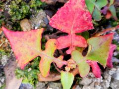 -硗碛藏寨·神木垒景区