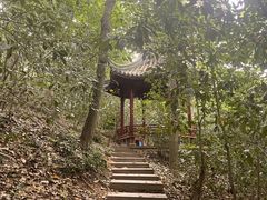 -上海佘山国家森林公园天马山园