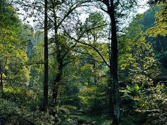 -素山寺森林公园
