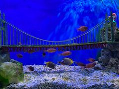 -太平洋海底世界