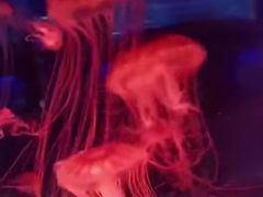 -上海海昌海洋公园-冰山北极馆