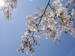 -顾村公园