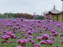 -杭州城北体育公园