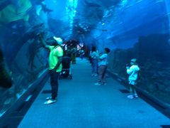 -迪拜水族馆及水下动物园