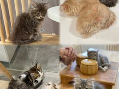 -楼上猫咖(罗湖店)
