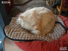 -Babycat私家御饼屋(龙头路一店)