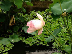 android_upload_pic-荷香居(洞企石路店)