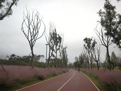 -白鹭湾湿地公园