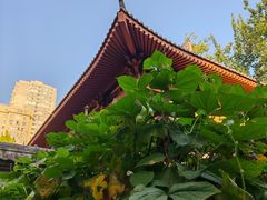 -西安大兴善寺