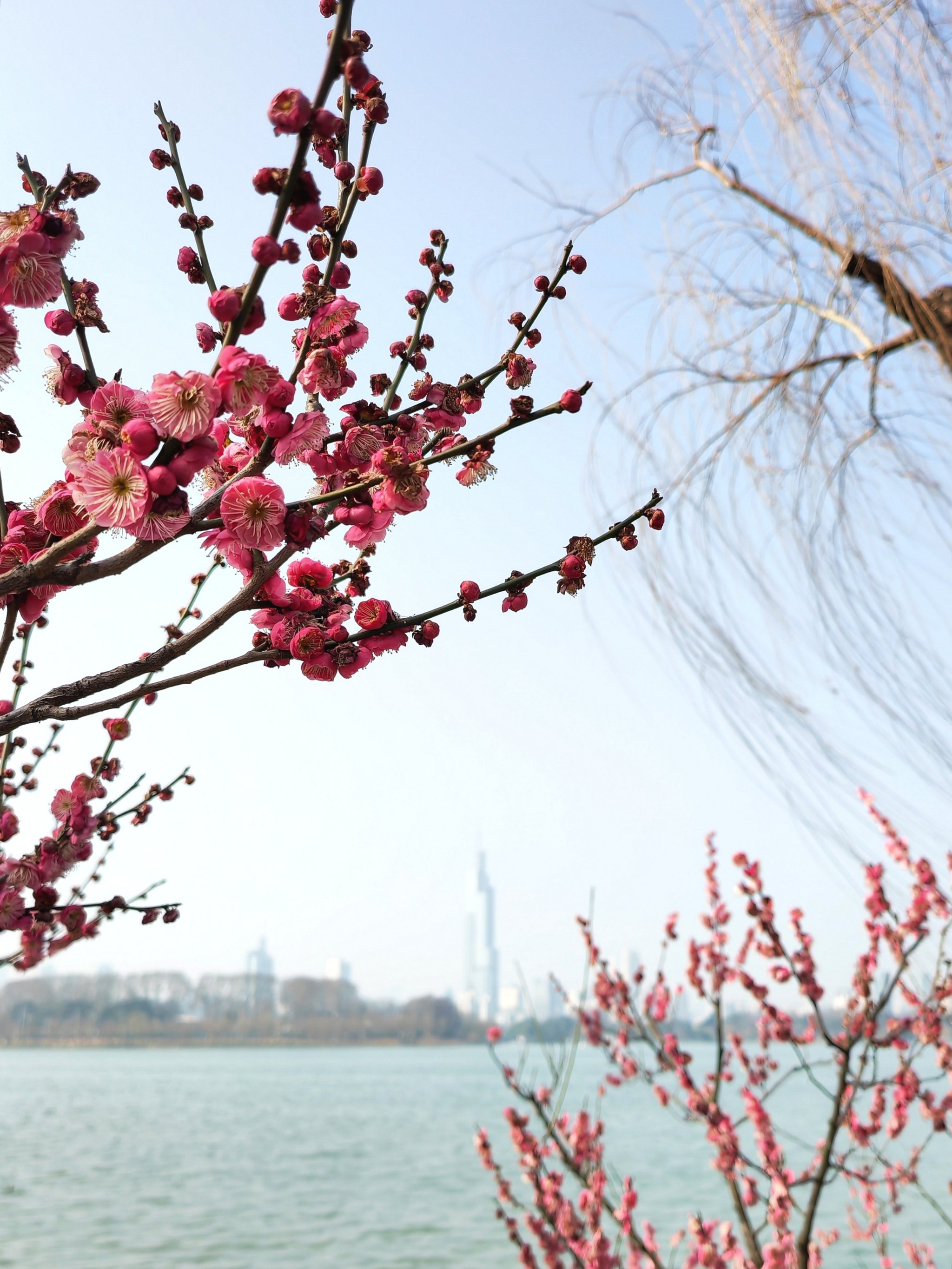 汤湖公园梅花图片