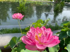 -莲花池公园