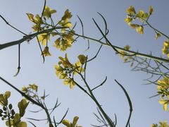 -光明小镇欢乐田园