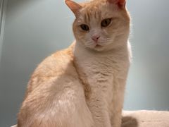-安格丽娜·狗咖·猫咖羊驼咖(春熙路百盛商场店)