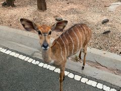 -清迈夜间动物园