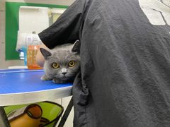 -瑞派动物医院·猫专科·至诚(江南中分院)