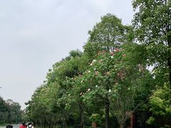 -天府芙蓉园