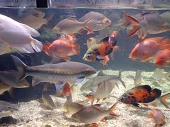 -太平洋海底世界