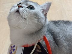 -纳吉亚猫专科动物诊疗中心(蒋宅口分院)