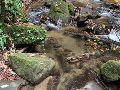 -莫里热带雨林景区