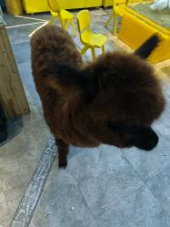 -神奇动物撸宠馆·羊驼·小浣熊·异宠(豫园店)