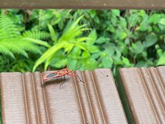 -野象谷景区
