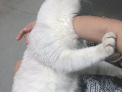 -御宝贝·A梦猫科宠物医院(国际猫友好医院)