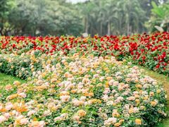 -光明小镇欢乐田园