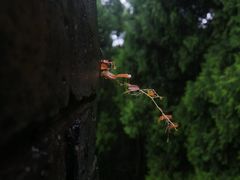 -台州府城(江南长城)