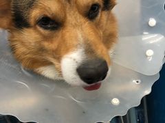 -北京赛佳动物医院