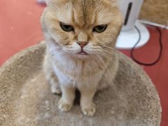-和它·交个朋友·狗咖猫咖(爱琴海店)
