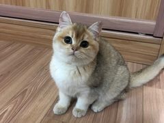 -伟伟宠物医院·CT影像中心·瑞派犬猫综合性门诊(汉口总院)