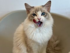 -有喵·猫咖·狗咖·40+猫狗有小奶狗(岗厦店)