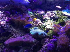 -悉尼海洋生物水族馆