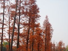 -桂溪生态公园