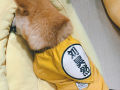 -逗柴咖啡屋·狗咖猫咖宠物桌游