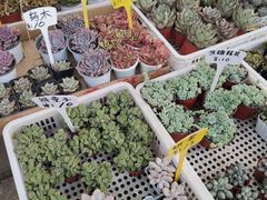 -桂林市花鸟市场