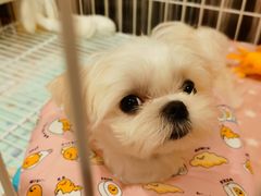 -创凡宠物医院·骨专科  猫科中心(西乡分院)